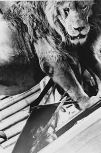 christian the lion